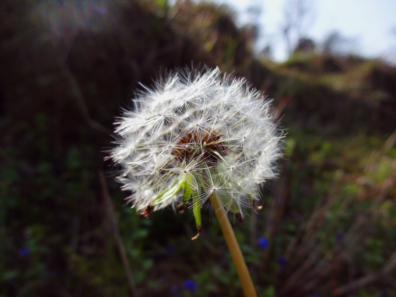 macro plant flower free photo