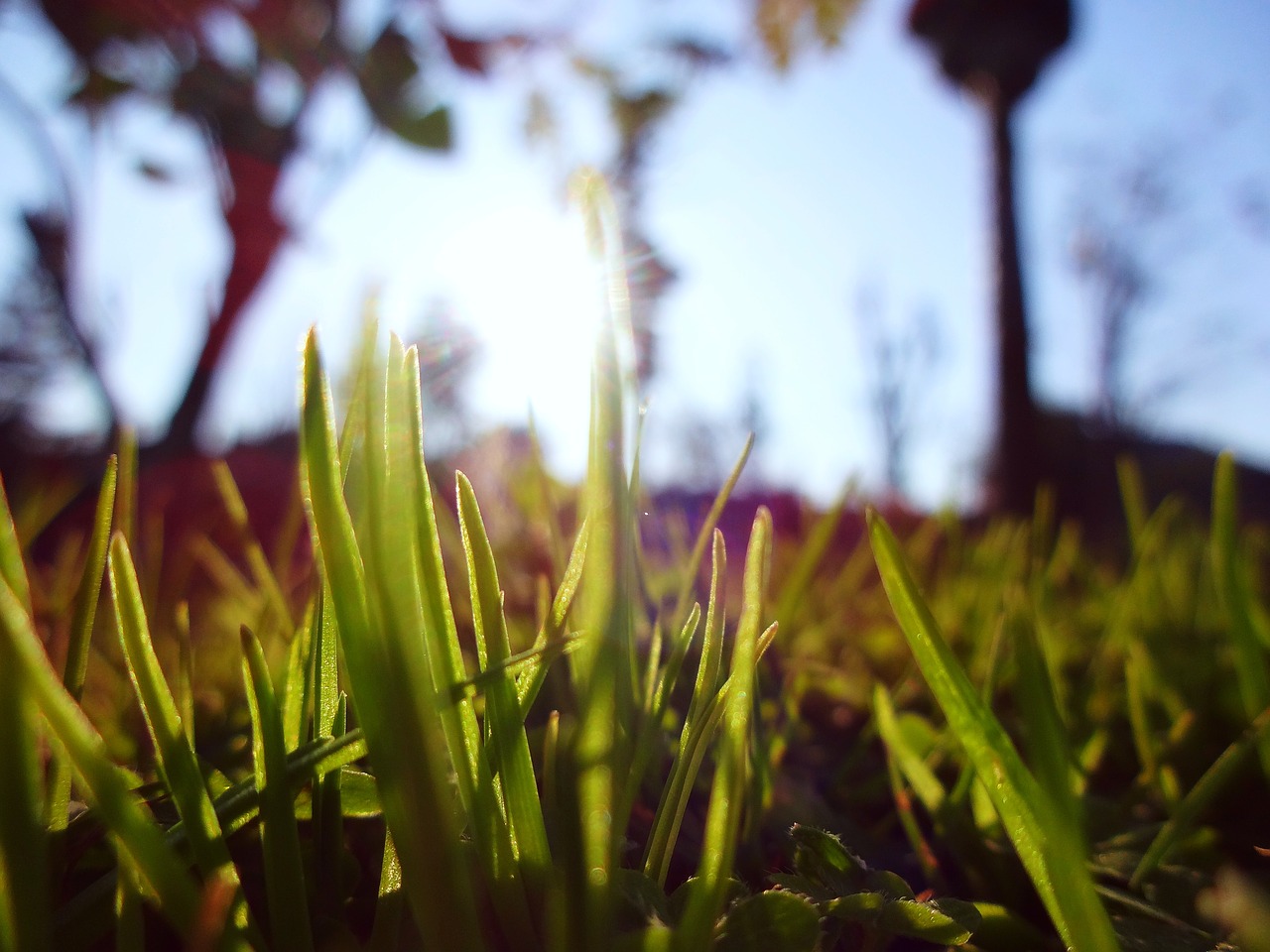 macro grass green free photo