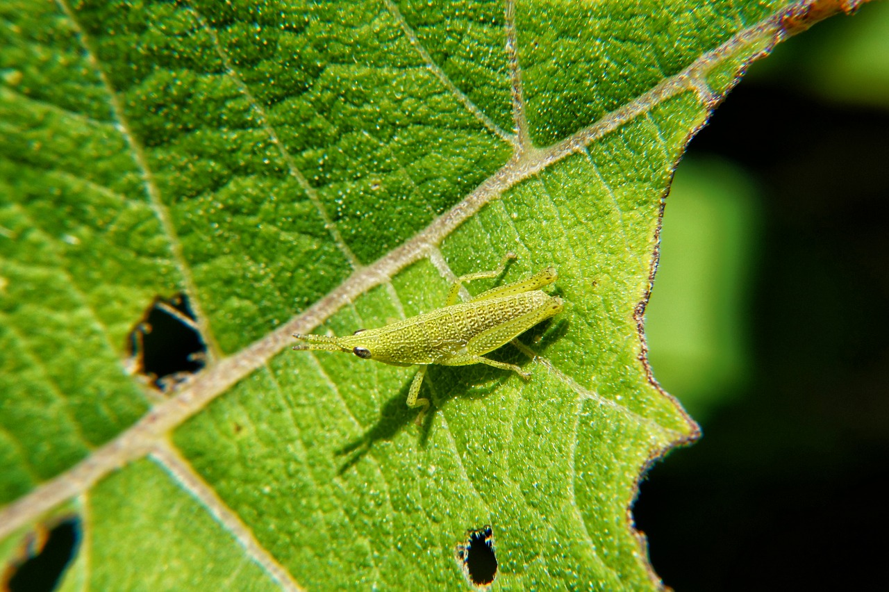 macro microphotographing el salvador free photo