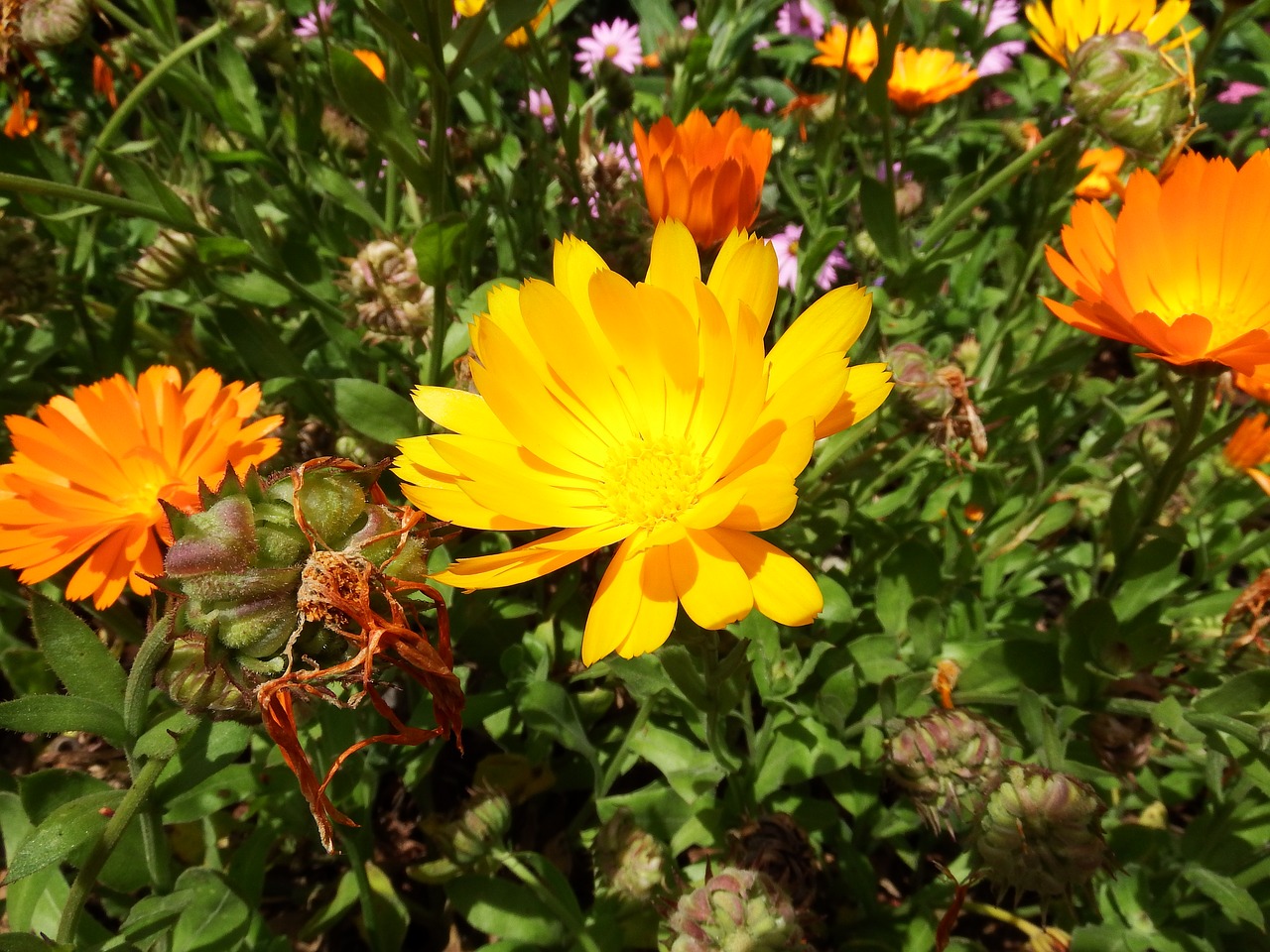 macro flower orange free photo