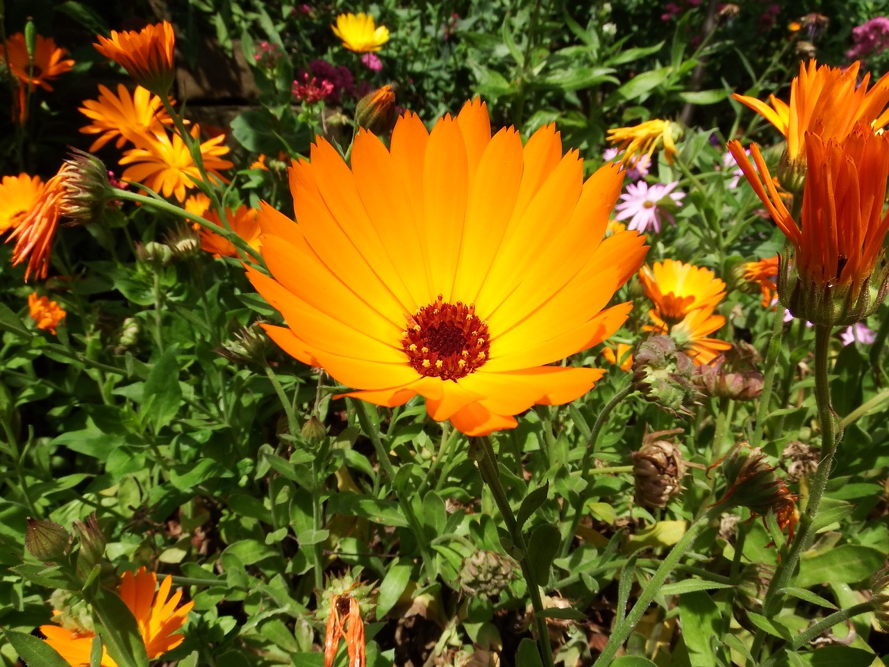 macro flower orange free photo