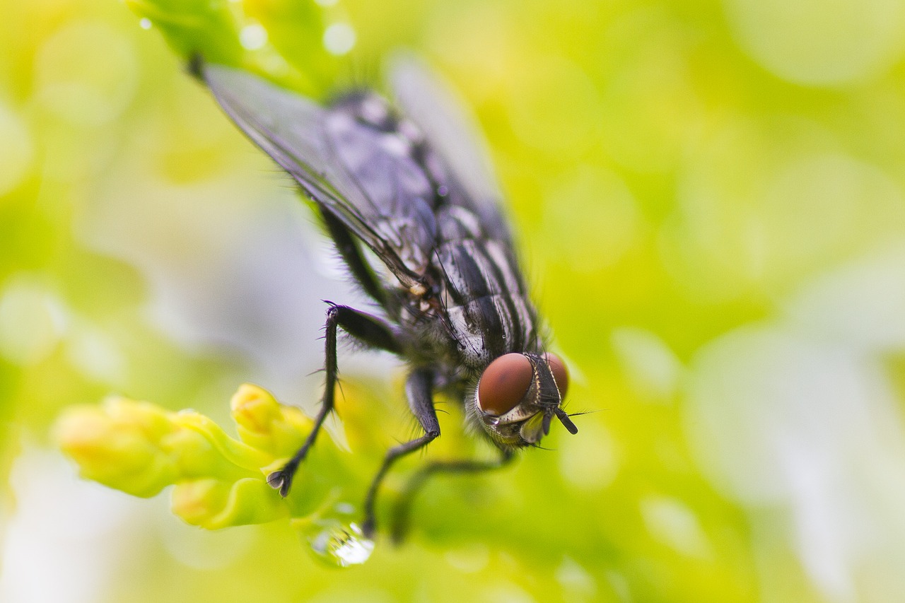 macro fly insect free photo