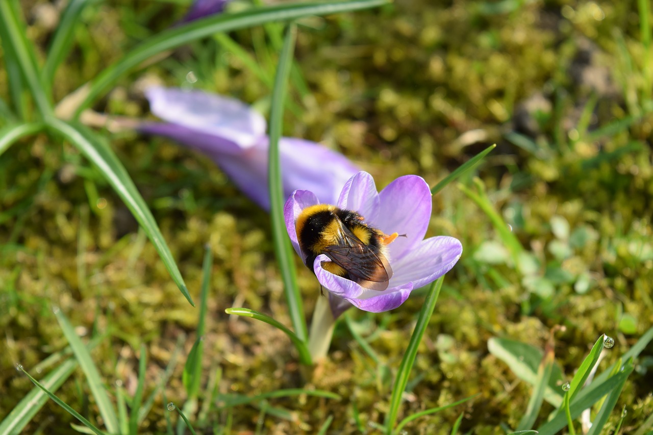 macro hummel crocus free photo