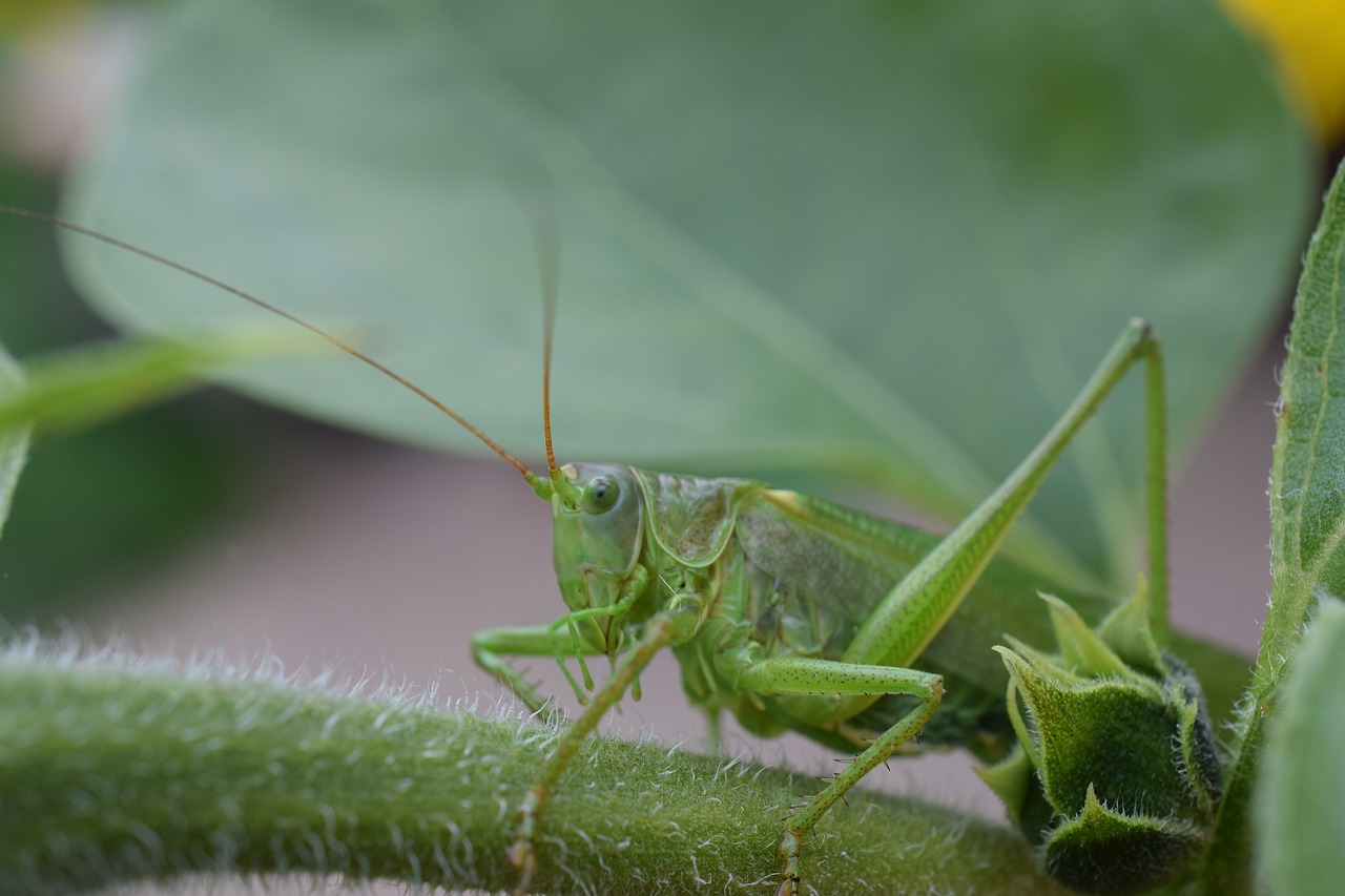 macro nature grasshopper free photo