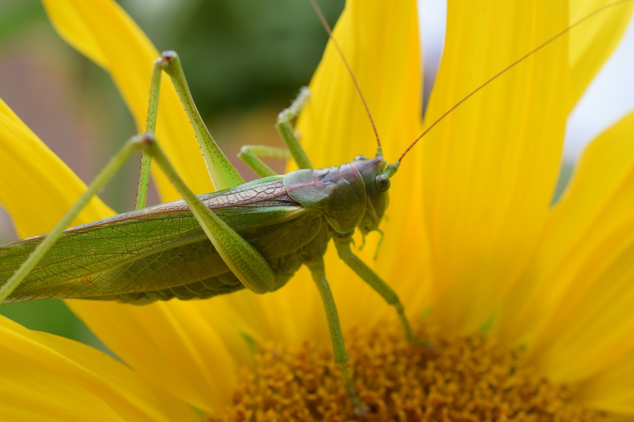 macro nature grasshopper free photo