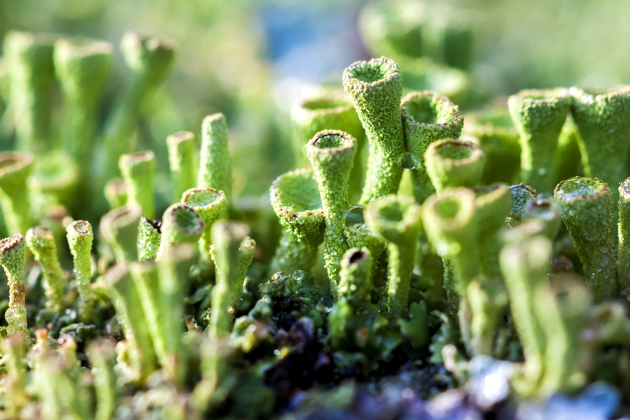 macro green moss free photo