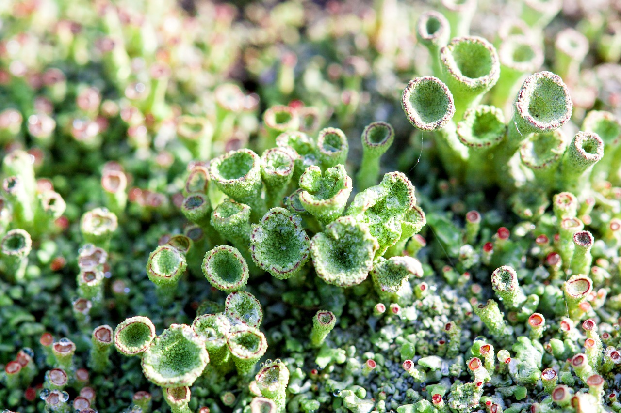 macro green moss free photo