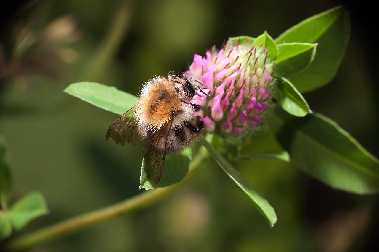 macro insects pollen free photo