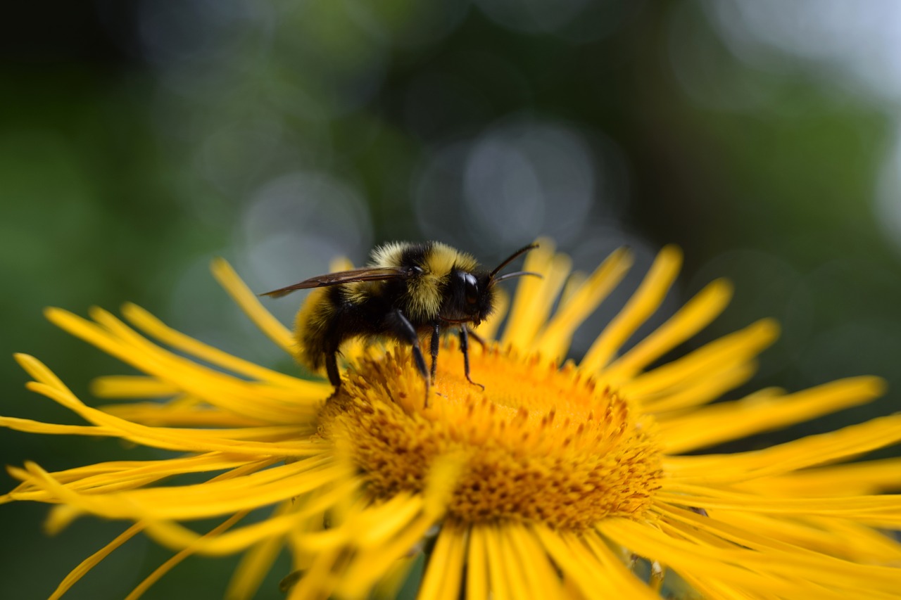 macro hummel flower free photo