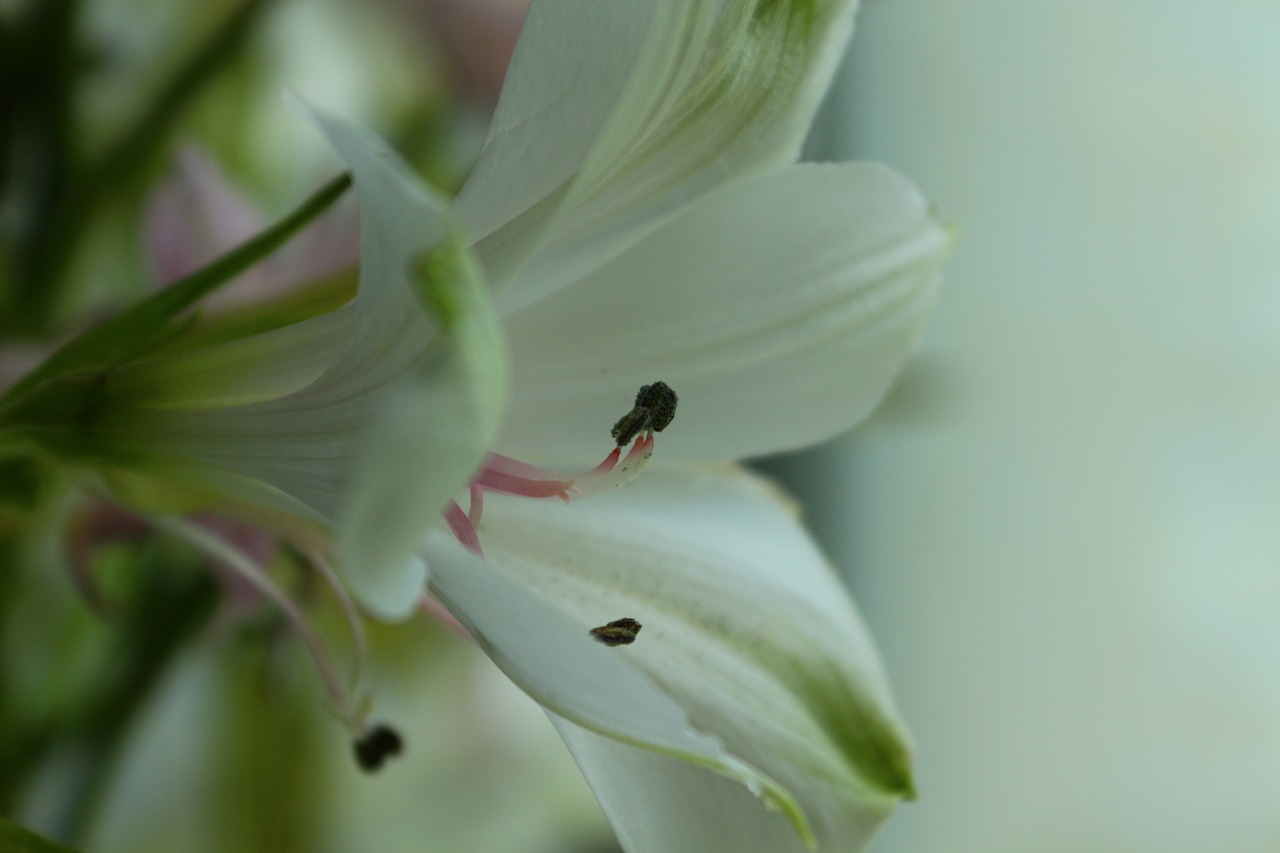 macro flower bouquet free photo