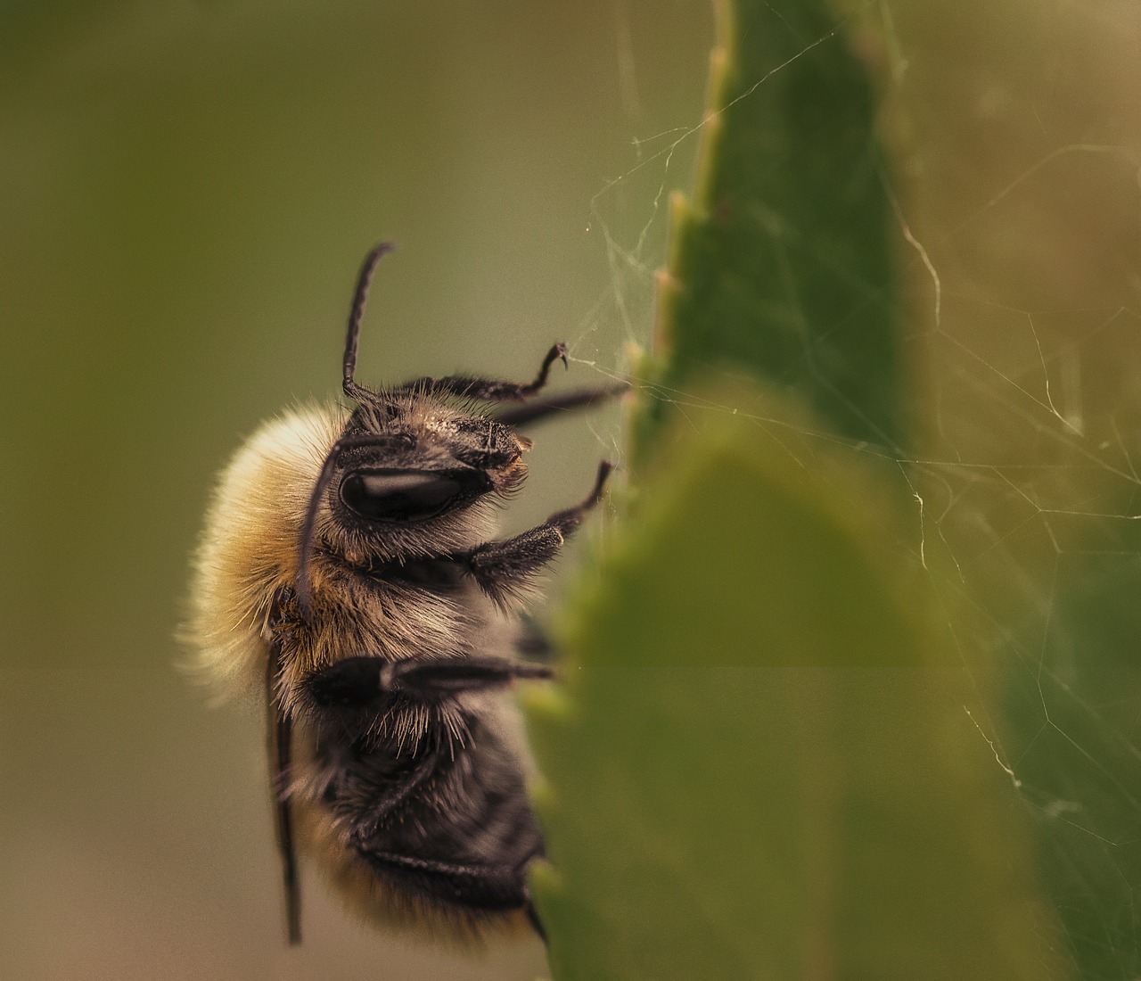 macro insects nikon free photo