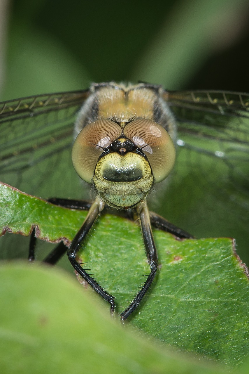 macro nature dragonfly free photo