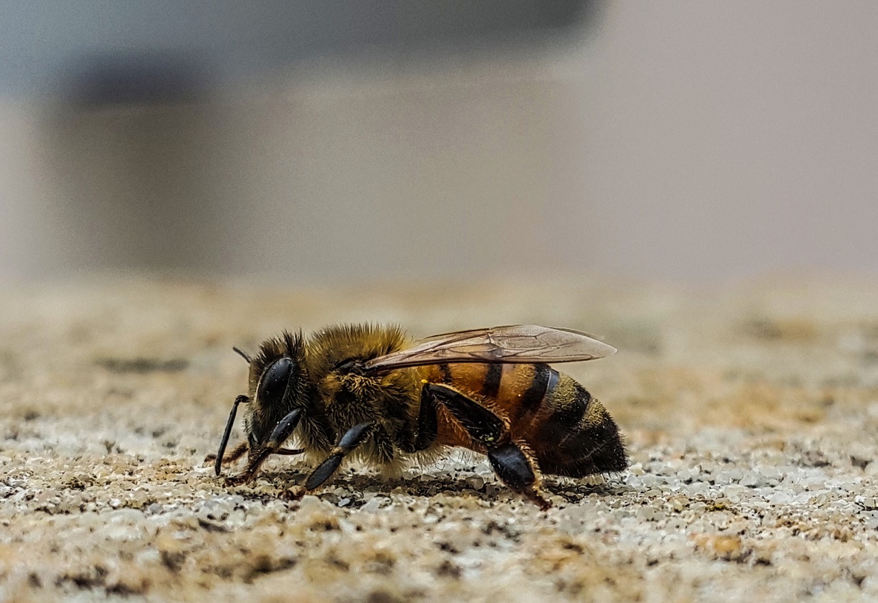 macro bee profile free photo