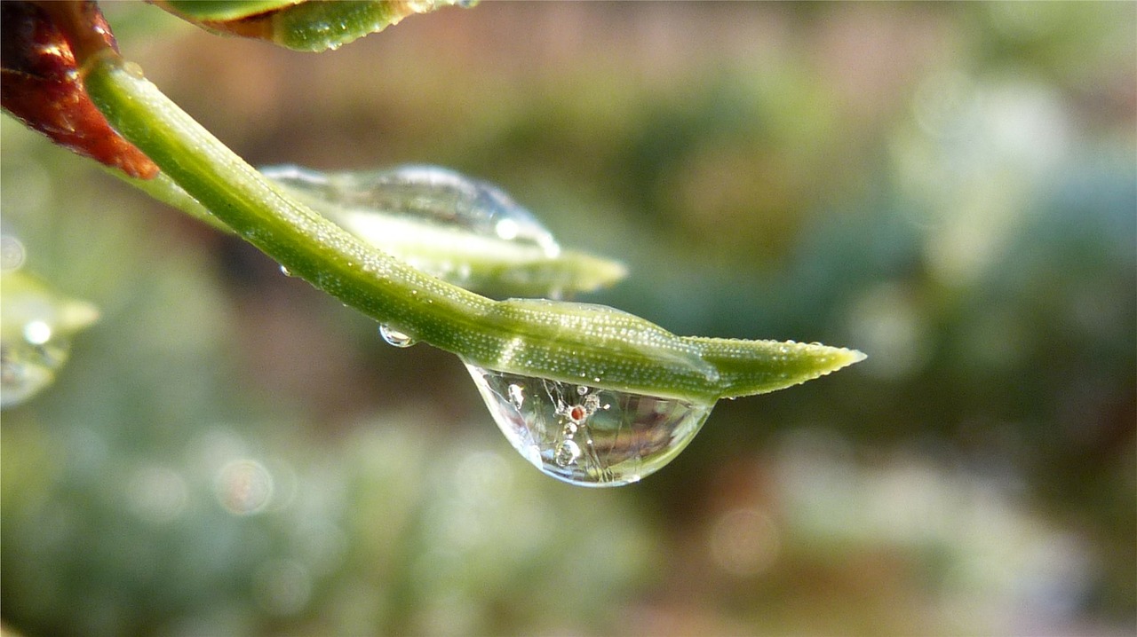 macro dew drop nature free photo