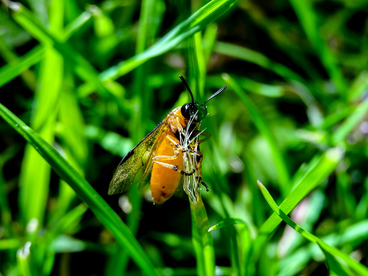 macro insects nature free photo