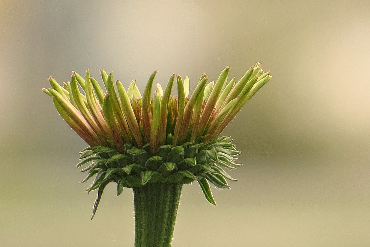 macro flower bloom free photo