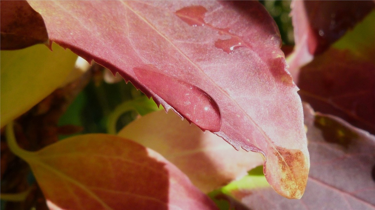 macro leaf dew drop free photo
