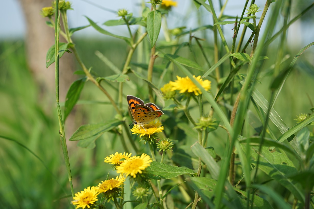 macro butterfly ye tian free photo