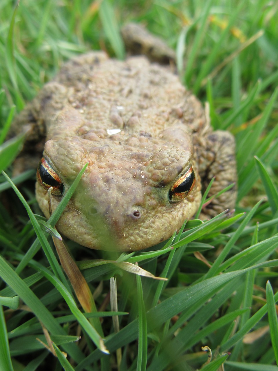 macro amphibians common toad free photo
