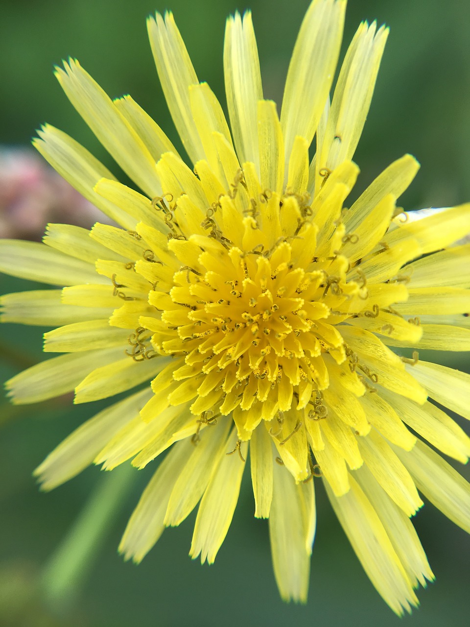 macro flower yellow free photo