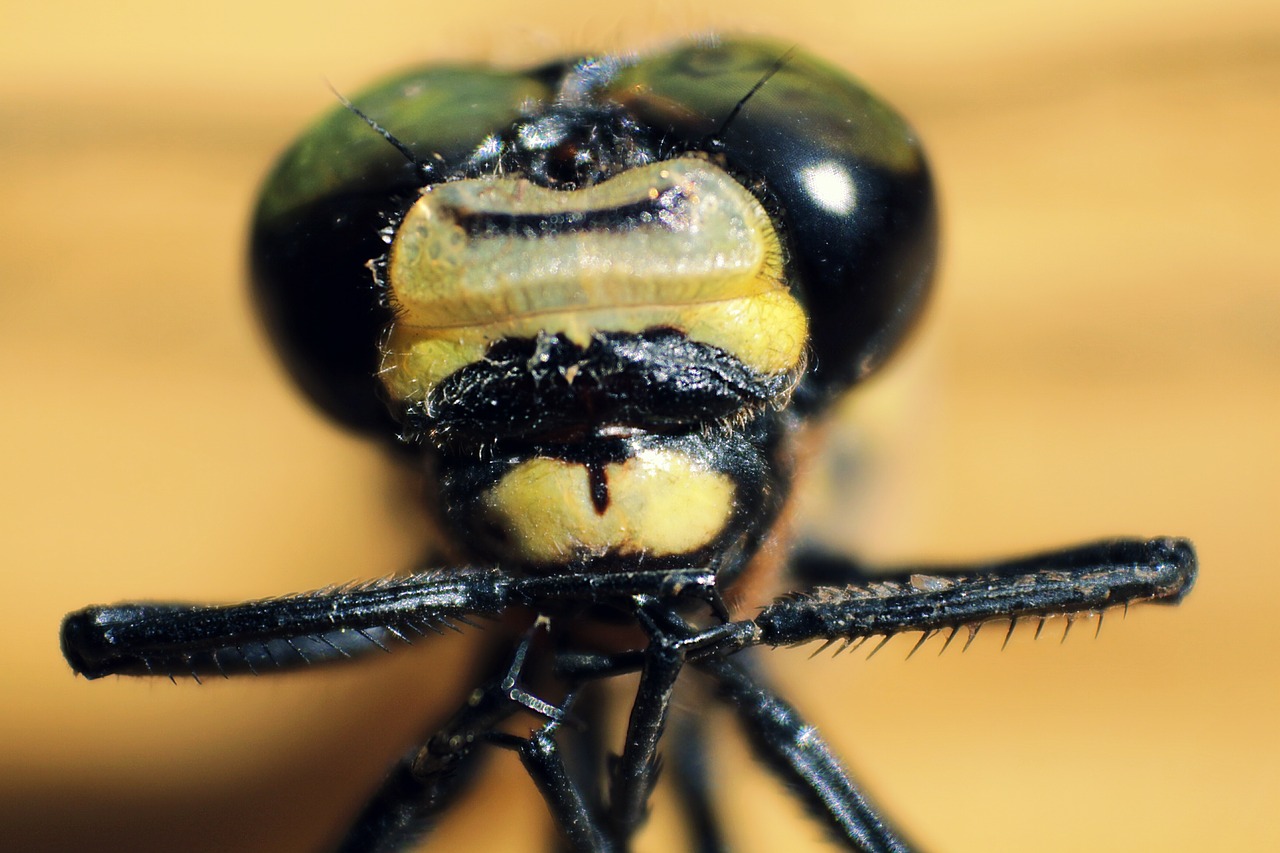 macro dragonfly nature free photo