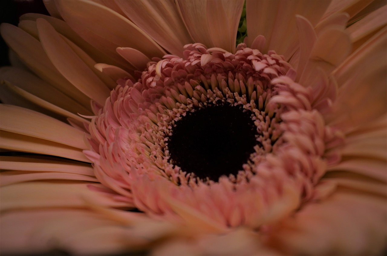 macro sunflower peach free photo