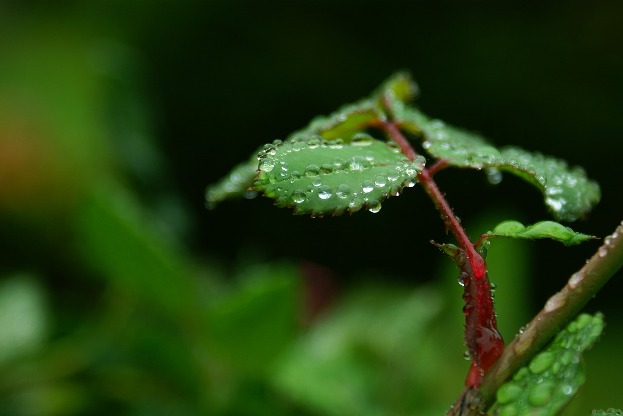 macro wet leaf free photo