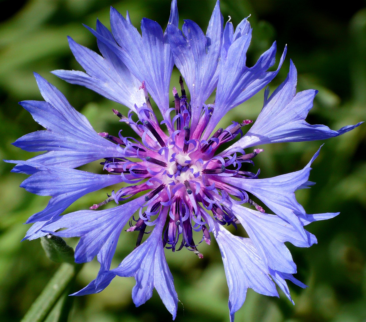 macro flower close free photo