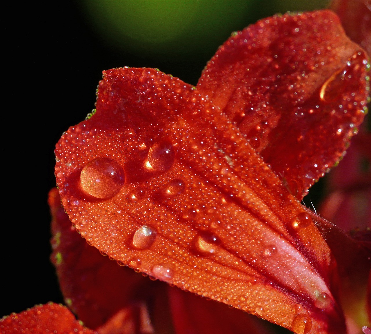 macro flower close free photo