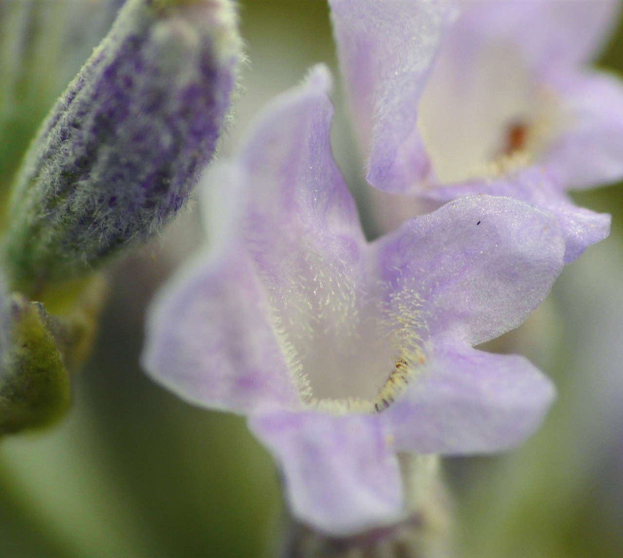 macro flower close free photo