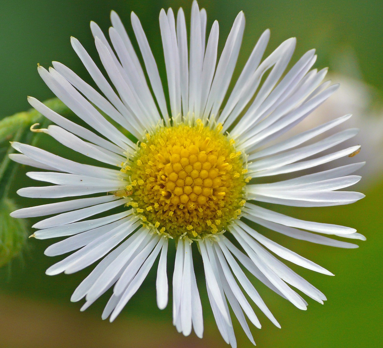 macro flower close free photo