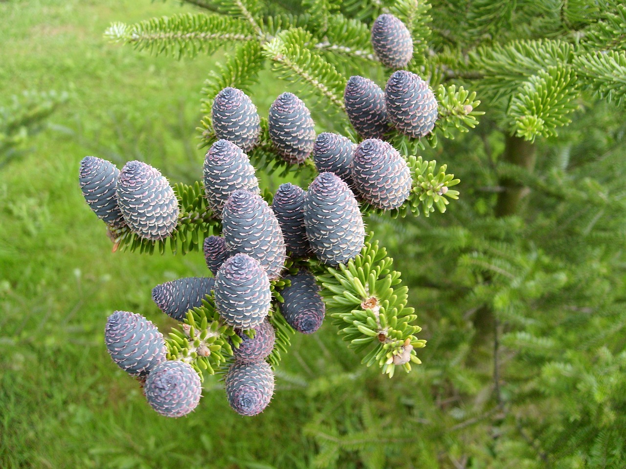 macro cones pine free photo