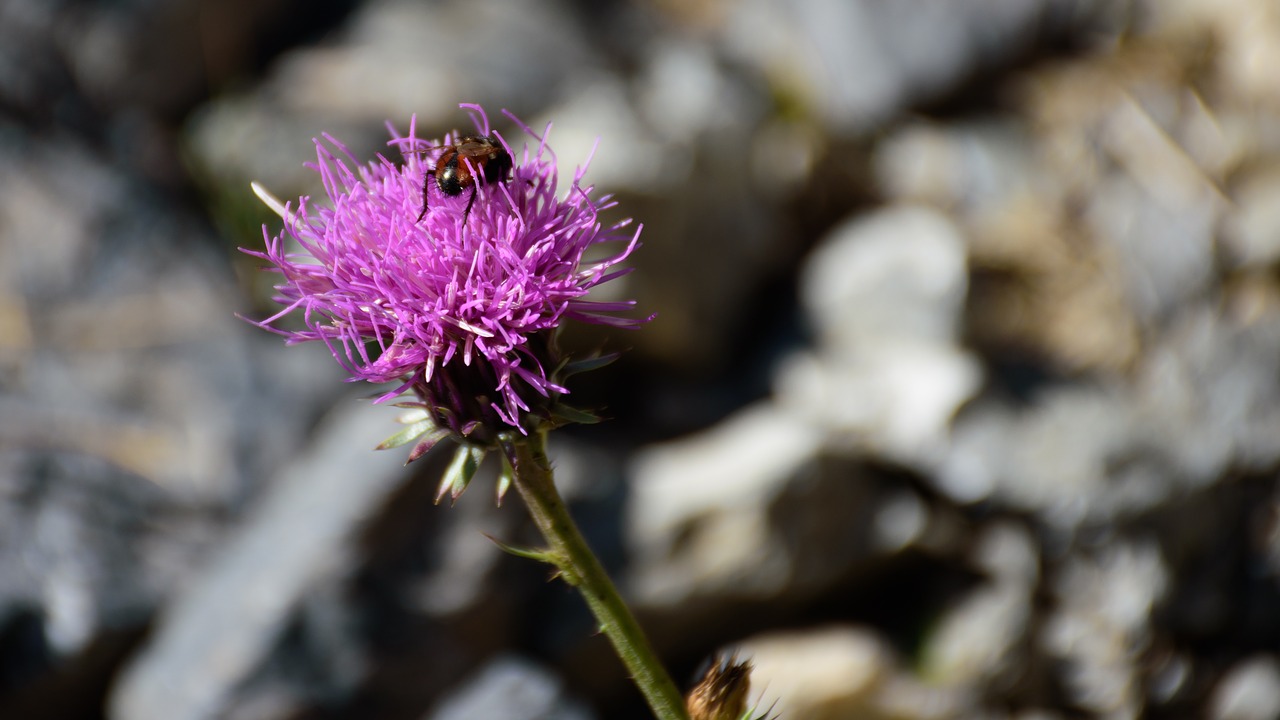 macro close up flower free photo