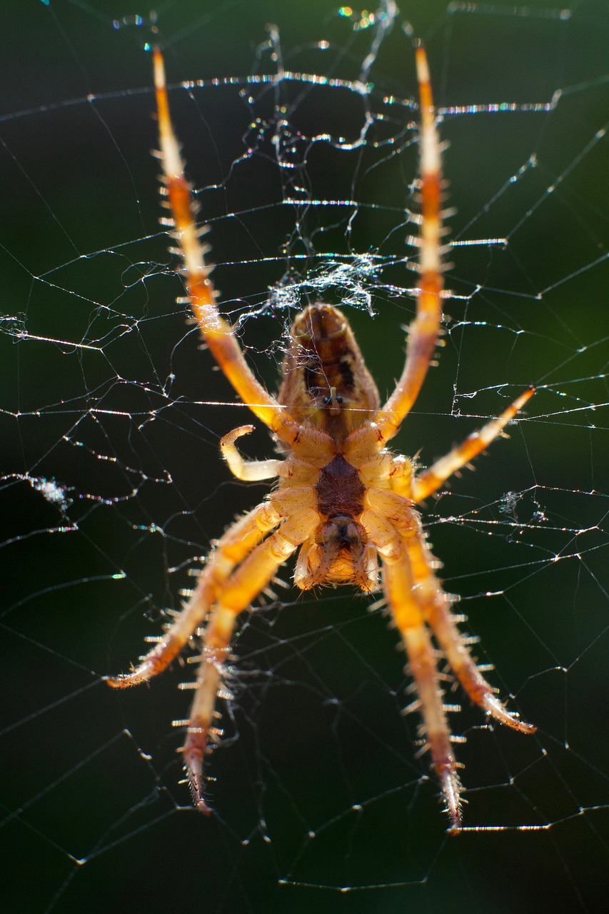 macro fauna spider free photo