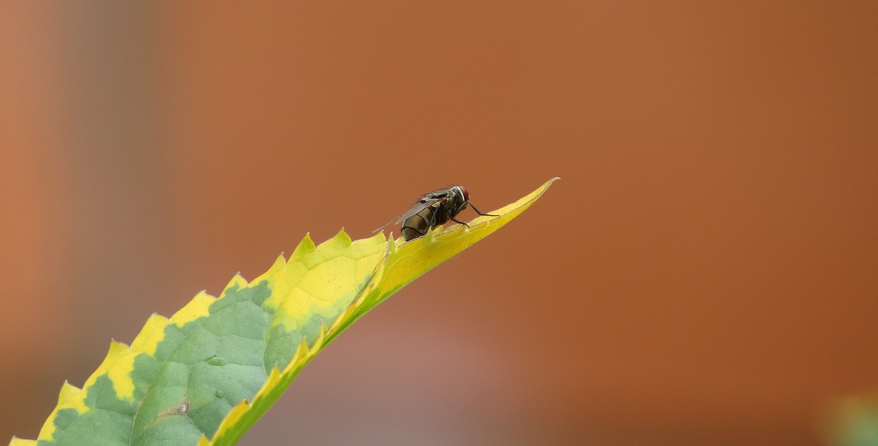 macro insect fly free photo