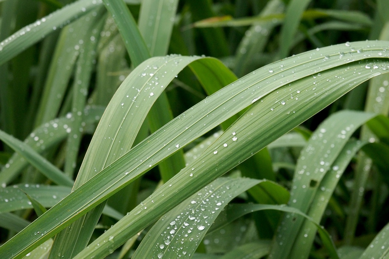 macro dew water drops free photo