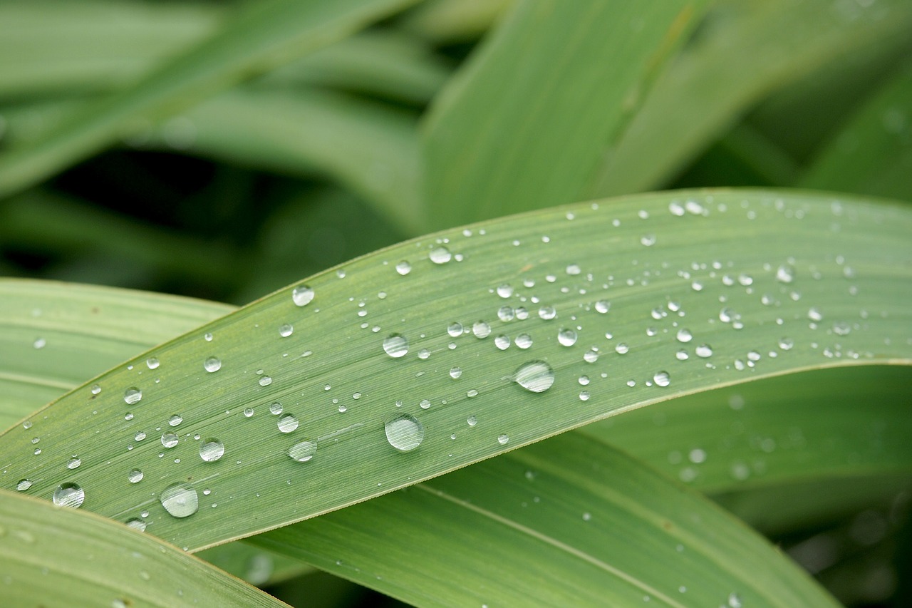 macro water drops reed free photo