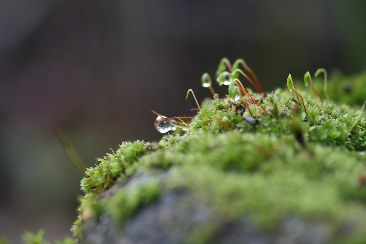 macro morning nature free photo