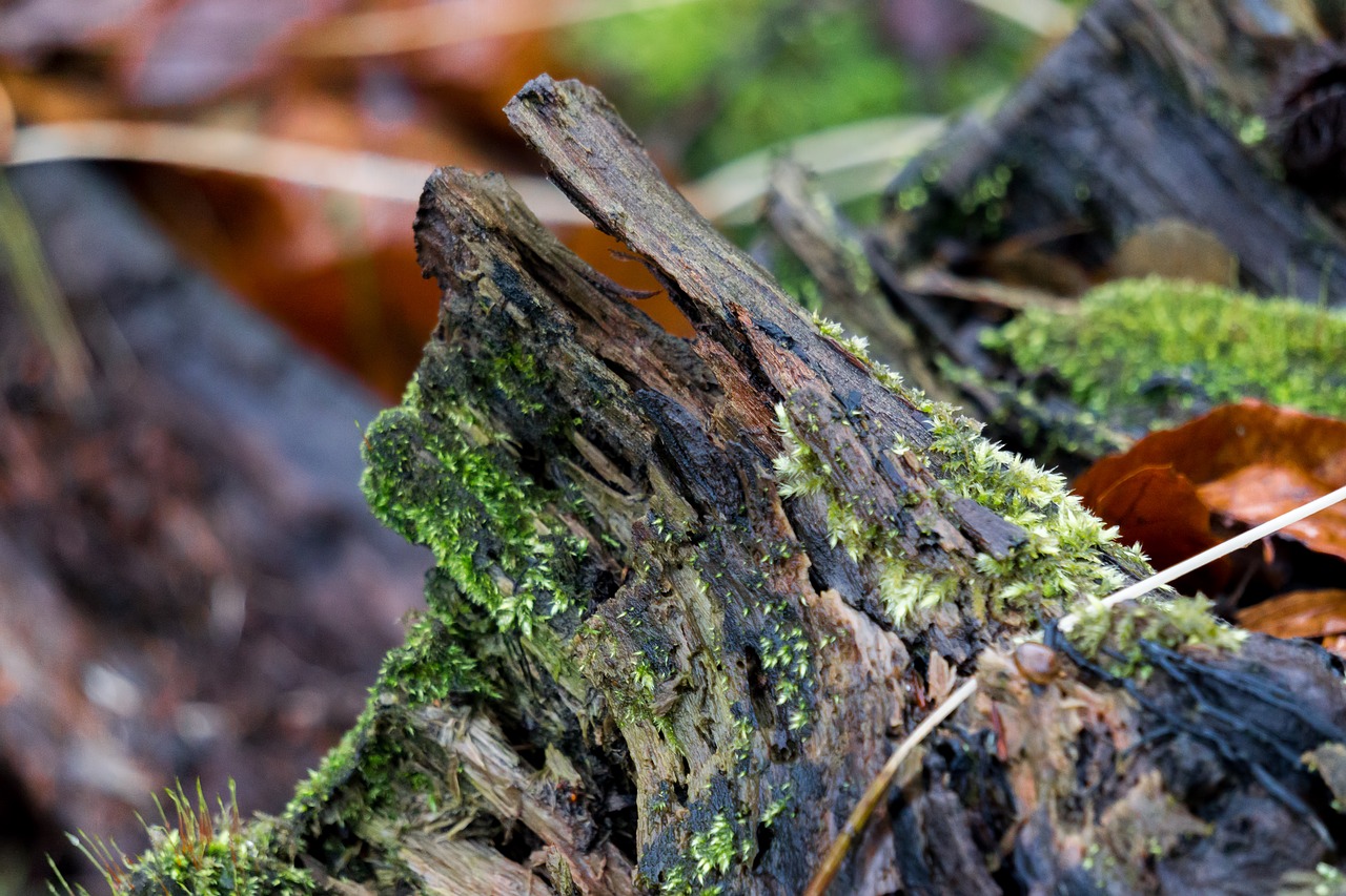 macro tree closeup free photo