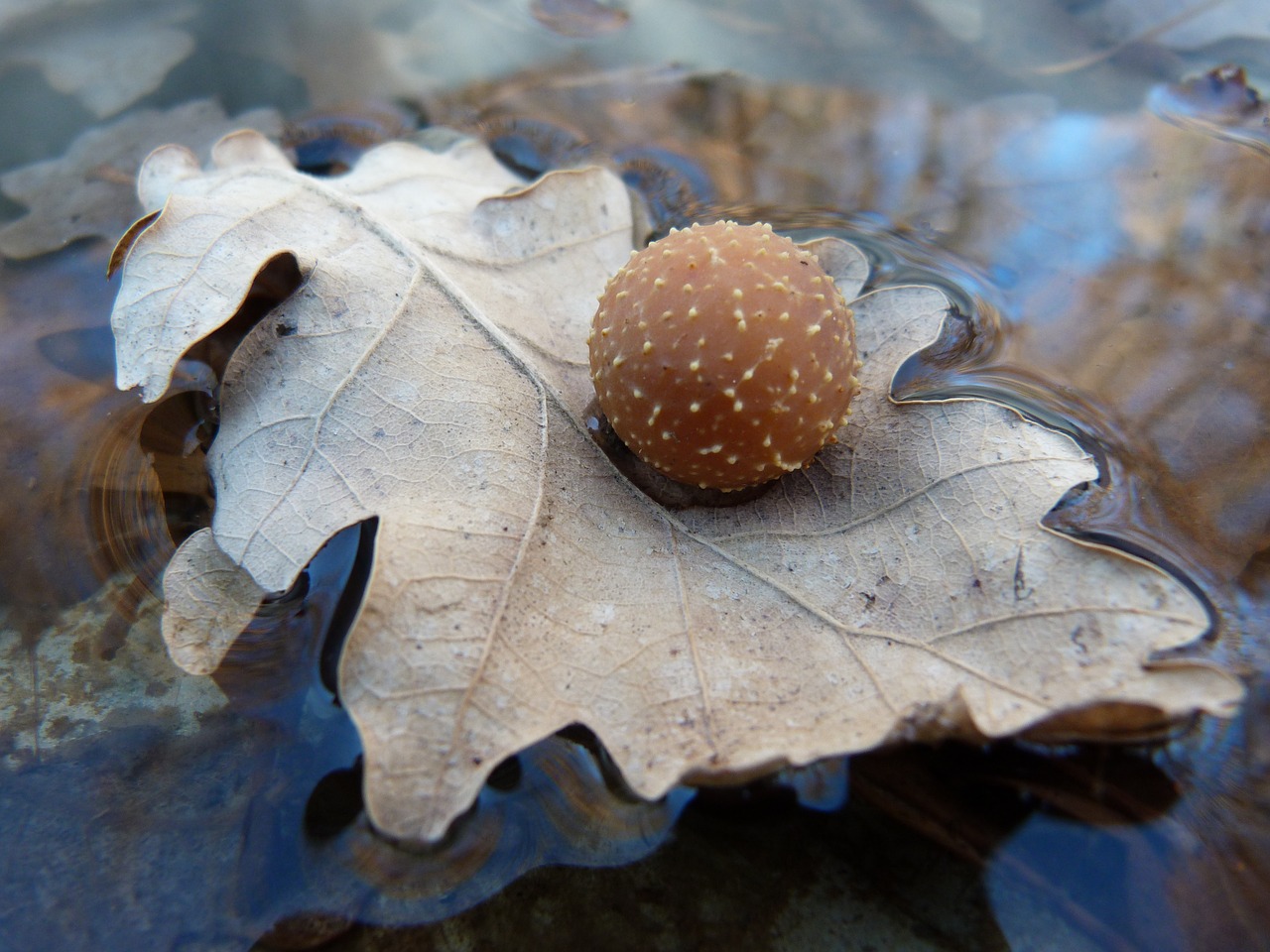 macro leaf parasite free photo