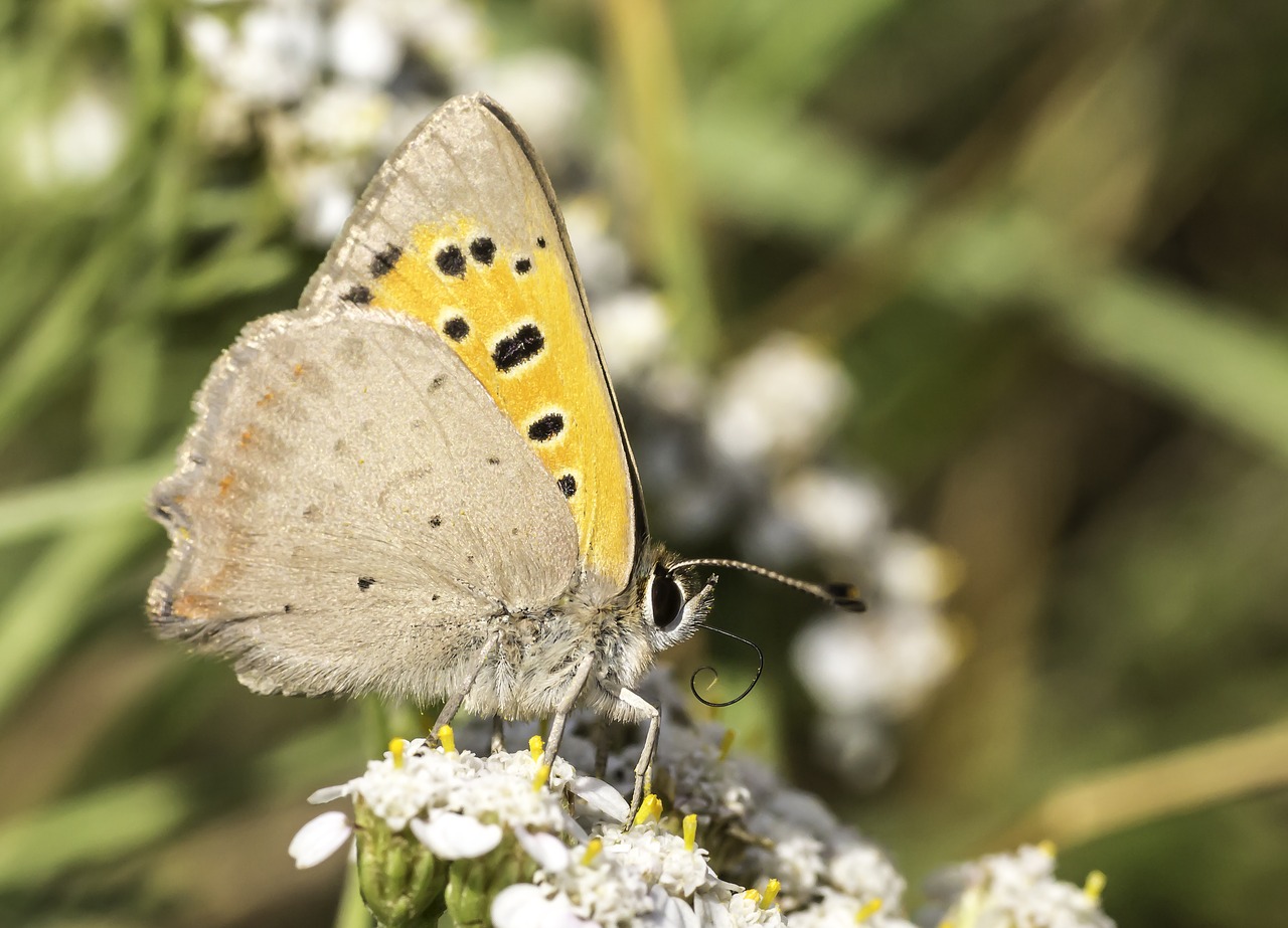 macro insect butterfly free photo