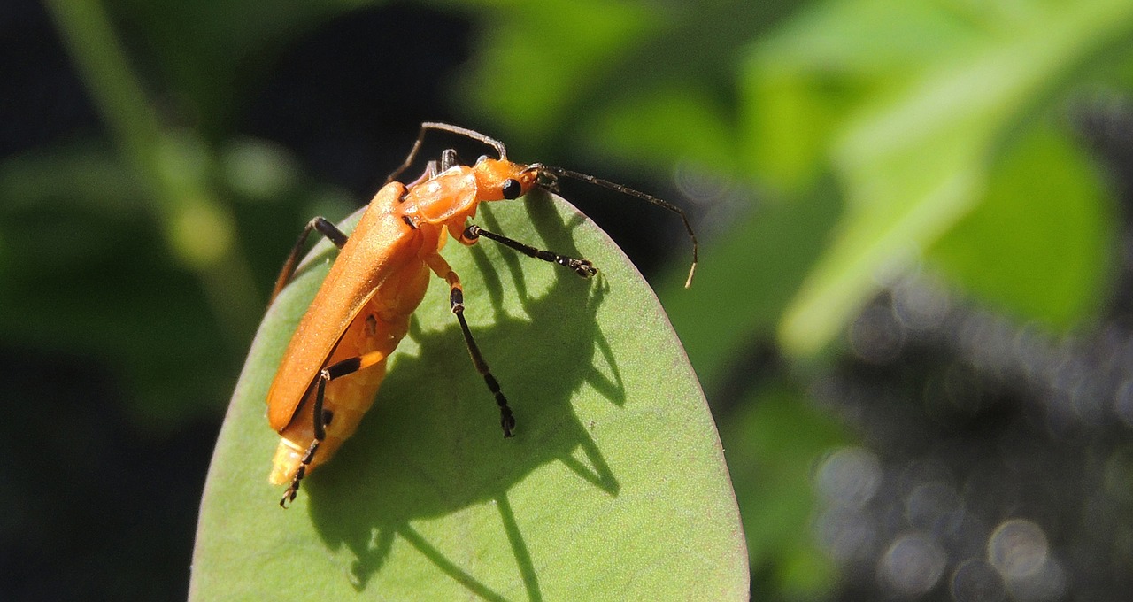 macro insect nature free photo