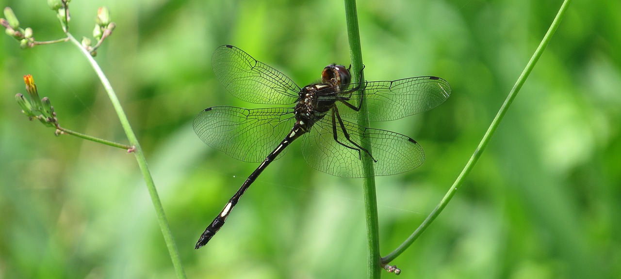 macro insect dragonfly free photo