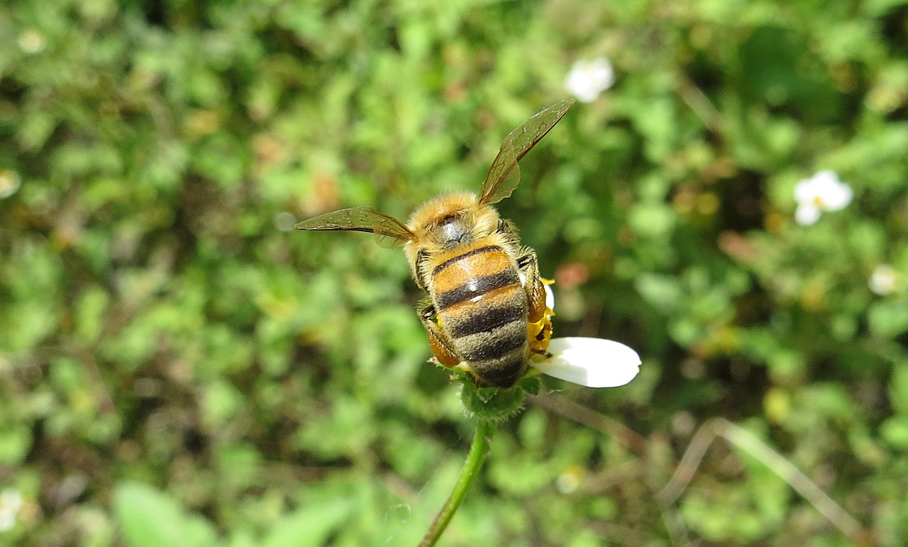 macro insect bee free photo