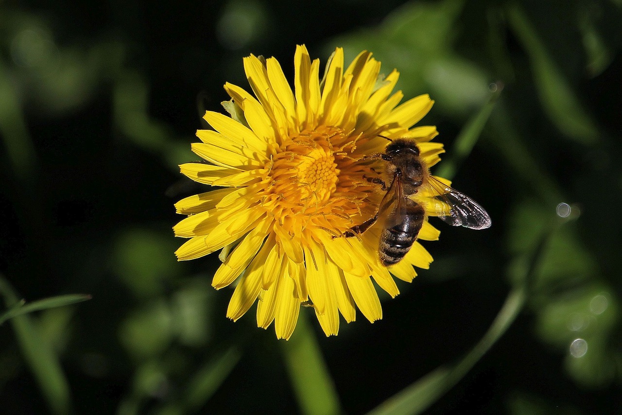 macro honey bee flower free photo