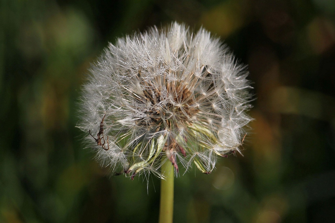 macro dandelion meadow free photo