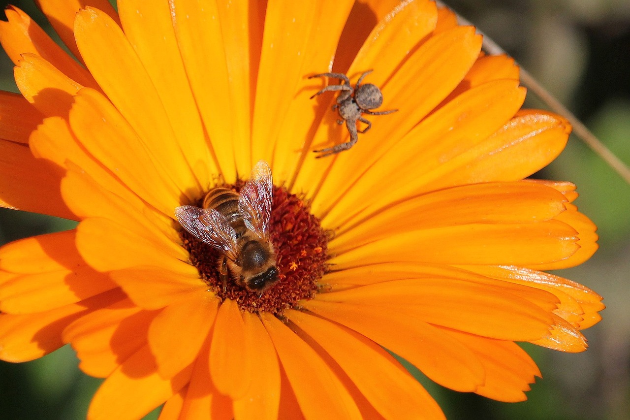 macro honey bee garden free photo