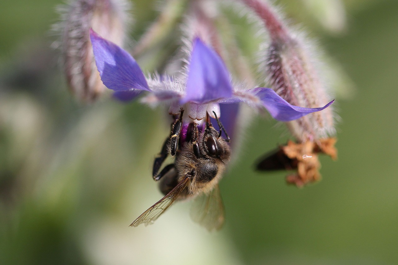 macro honey bee blossom free photo