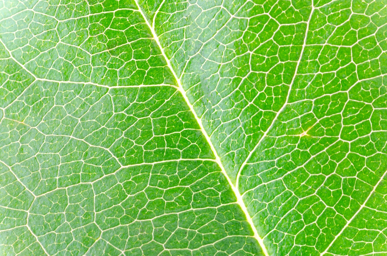 macro isolated leaf free photo