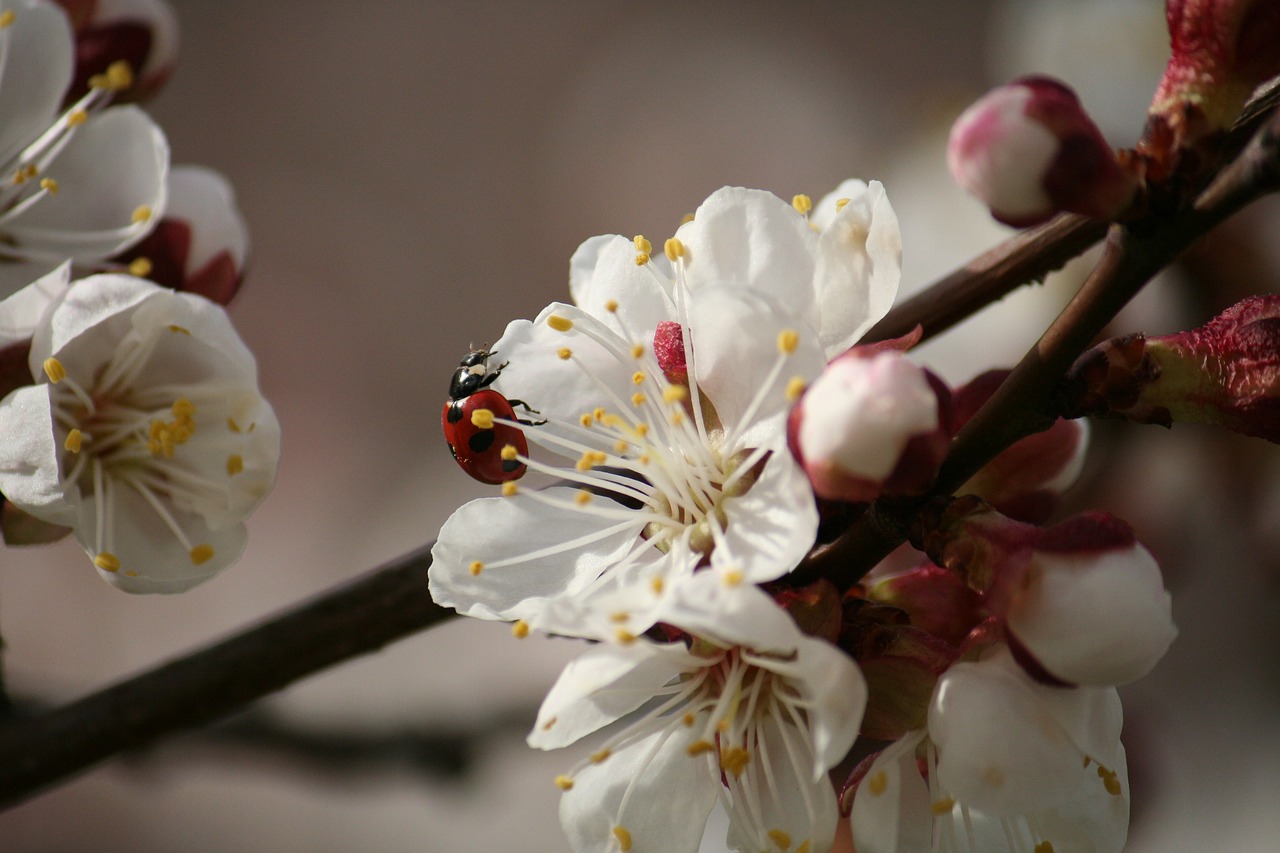 macro white tree free photo